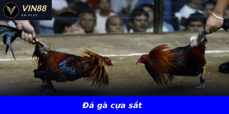 Đá gà cựa sắt
