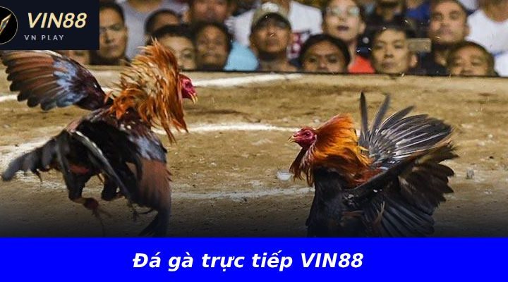Đá gà trực tiếp VIN88