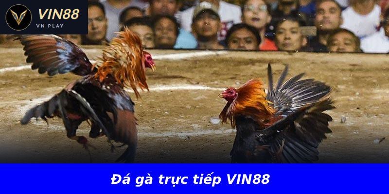 Đá gà trực tiếp VIN88